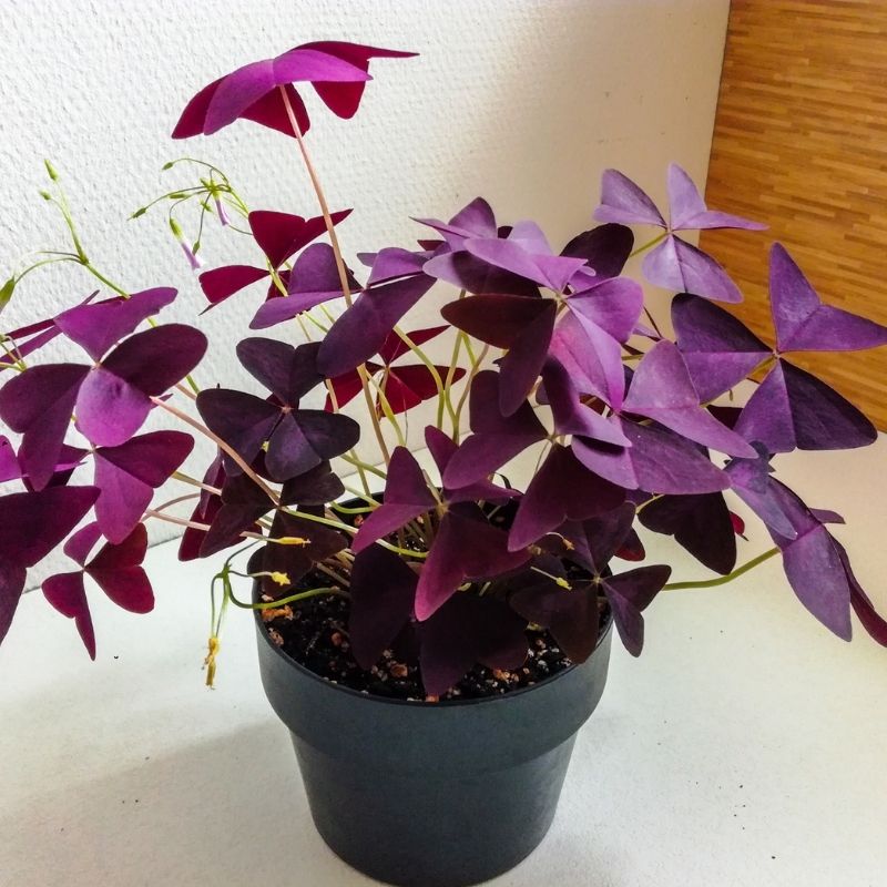 Oxalis triangularis Fiches d