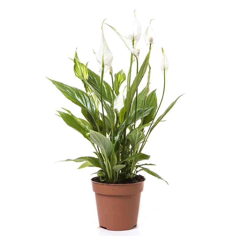 Image fiche d'entretien pour Spathiphyllum