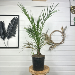 Phoenix canariensis 60 - 70 cm