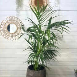 Kentia 70 - 80 cm