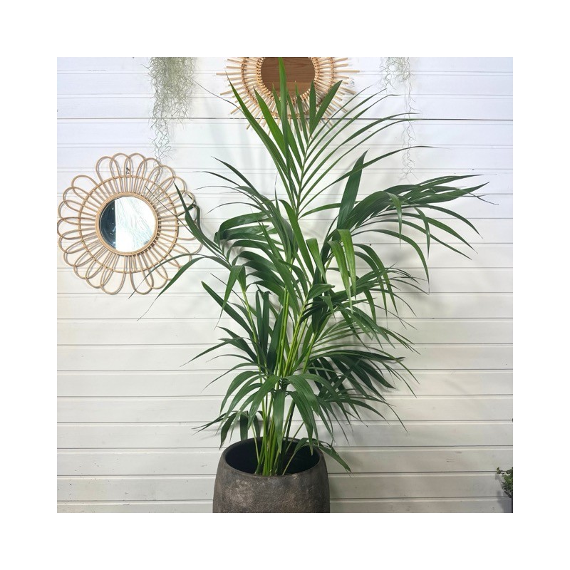 Kentia 70 - 80 cm