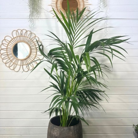 Kentia 70 - 80 cm Kentia 70 - 80 cm