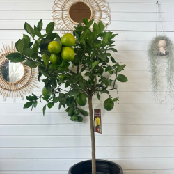 Citronnier avec fruit 110-...