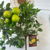 Citronnier avec fruit 110- 130 cm
