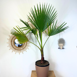 Washingtonia Robusta 75-80 cm