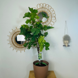 Vigne "Vitis Vitifera"...