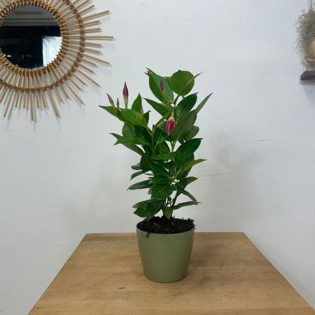 Dipladenia rouge 40-50 cm Dipladenia rouge 40-50 cm