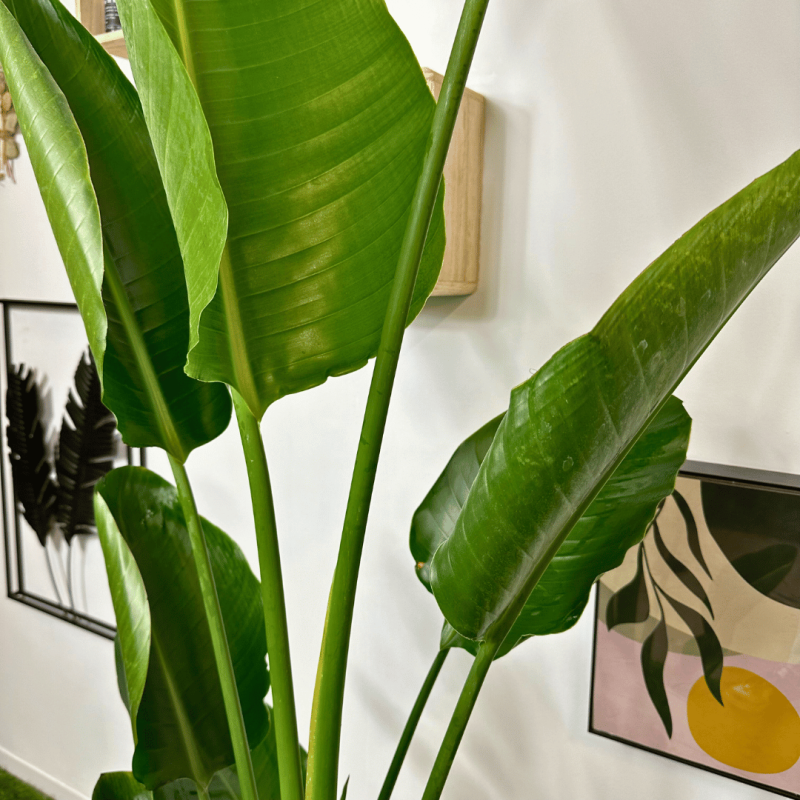 Paradijsvogelplant (Strelitzia nicolai) - BLMBNDRHEILOO